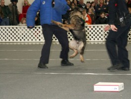 Police K9 Demonstration