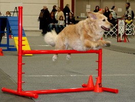 Dog Agility Trials
