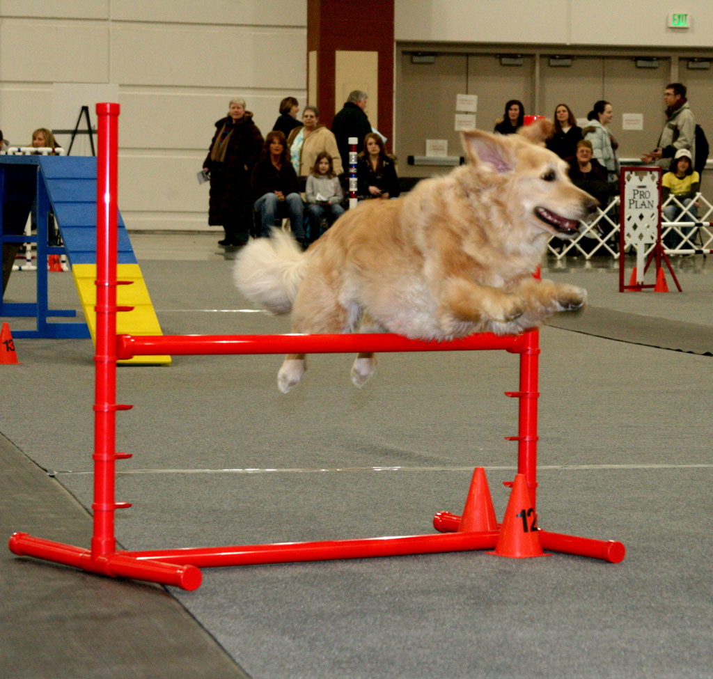 What Visitors Saw in Years Past at the Great Lakes Pet Expo Pet Expo MKE