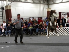 Dog Catching Frisbee