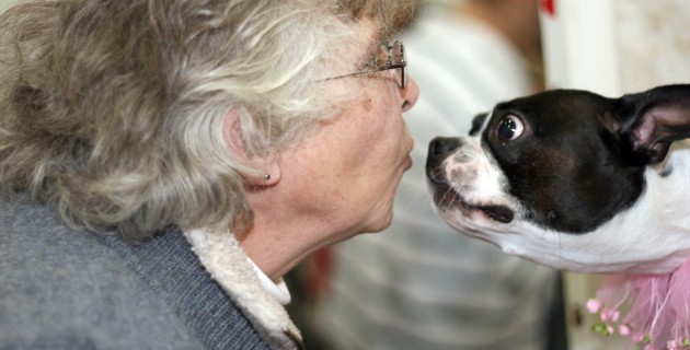 Meeting a Boston Terrier