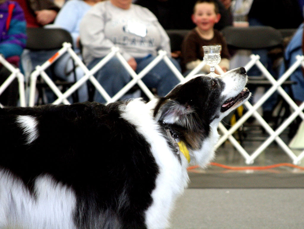 pet city land o lakes pet city land o lakes
